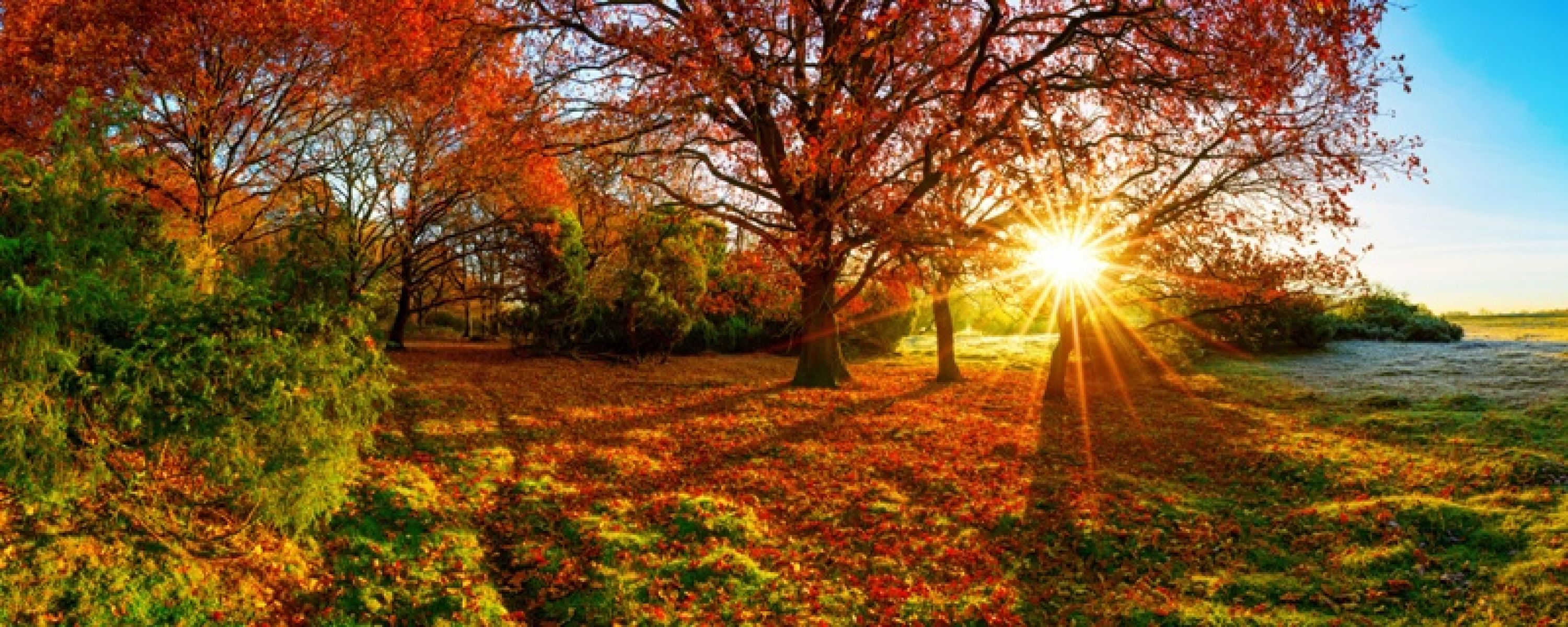 Wandbild "Herbstsonne"